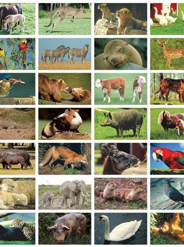 stam officieel Beperken Stickers serie 42 - Verschillende dieren - Baaslevert.