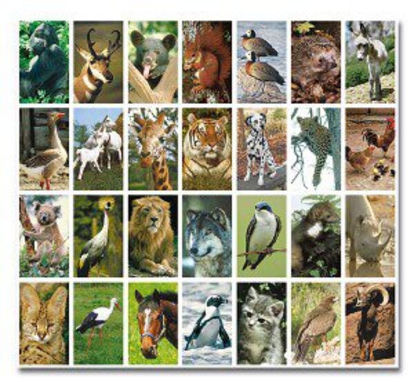 Stickers serie 42 – Verschillende dieren foto 2